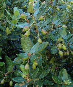 Future Forests Eucryphia Cordifolia