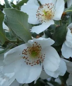 Future Forests Eucryphia Cordifolia