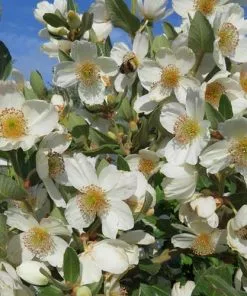 Future Forests Eucryphia Cordifolia