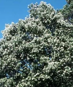 Future Forests Eucryphia Cordifolia