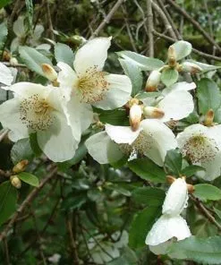 Future Forests Eucryphia Cordifolia