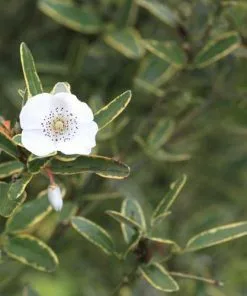 Future Forests Shrubs Eucryphia Lucida Gilt Edge
