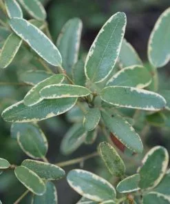 Future Forests Shrubs Eucryphia Lucida Gilt Edge
