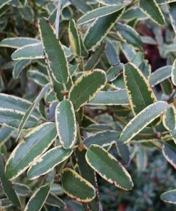 Future Forests Shrubs Eucryphia Lucida Gilt Edge