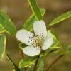 Future Forests Shrubs Eucryphia Lucida Gilt Edge 1 Future Forests Shrubs Eucryphia Lucida Gilt Edge