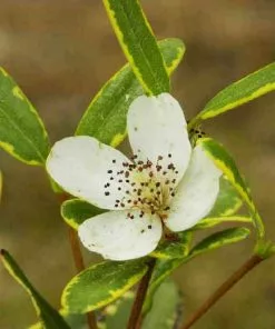 Future Forests Shrubs Eucryphia Lucida Gilt Edge