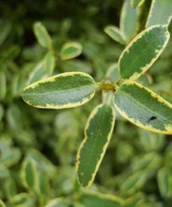 Future Forests Shrubs Eucryphia Lucida Gilt Edge