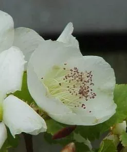 Future Forests Trees Eucryphia Glutinosa