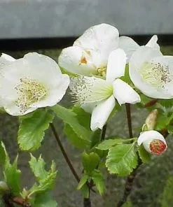 Future Forests Trees Eucryphia Glutinosa