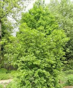 Future Forests Trees Eucryphia Glutinosa