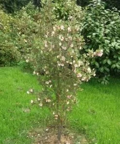 Future Forests Eucryphia Lucida Ballerina Trees