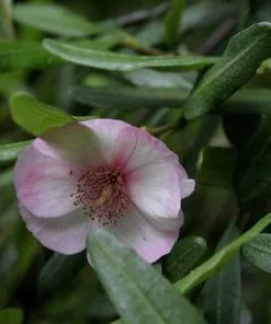 Future Forests Eucryphia Lucida Ballerina Trees