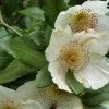 Future Forests Eucryphia X Nymansensis Nymansay