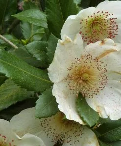 Future Forests Eucryphia X Nymansensis Nymansay
