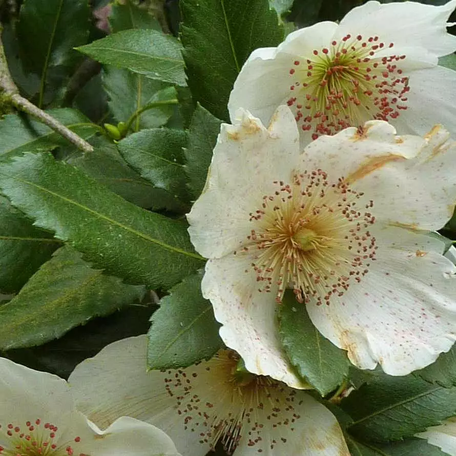 Future Forests Eucryphia X Nymansensis Nymansay 3 Future Forests Eucryphia X Nymansensis Nymansay
