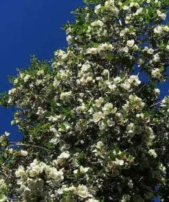 Future Forests Eucryphia X Nymansensis Nymansay 7 Future Forests Eucryphia X Nymansensis Nymansay