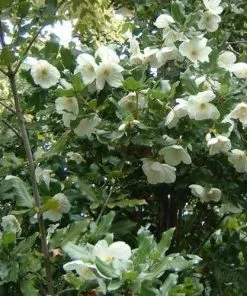 Future Forests Eucryphia X Nymansensis Nymansay 8 Future Forests Eucryphia X Nymansensis Nymansay
