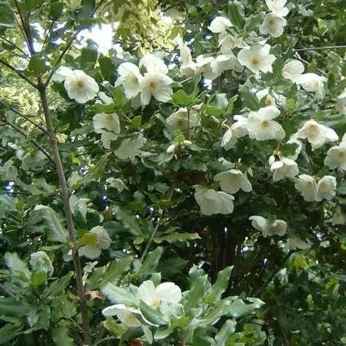 Future Forests Eucryphia X Nymansensis Nymansay 5 Future Forests Eucryphia X Nymansensis Nymansay