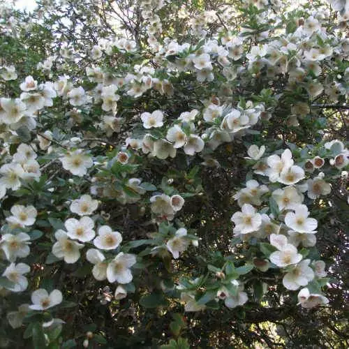Future Forests Eucryphia X Nymansensis Nymansay 6 Future Forests Eucryphia X Nymansensis Nymansay
