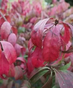 Future Forests Shrubs Euonymus Alatus