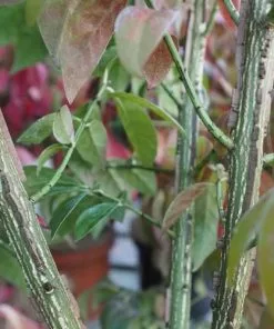 Future Forests Euonymus Alatus Shrubs