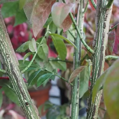 Future Forests Euonymus Alatus Compacta Shrubs 5 Future Forests Euonymus Alatus Compacta Shrubs