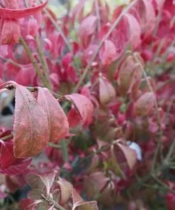 Future Forests Euonymus Alatus Compacta Shrubs 9 Future Forests Euonymus Alatus Compacta Shrubs