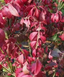 Future Forests Euonymus Alatus Compacta Shrubs 7 Future Forests Euonymus Alatus Compacta Shrubs