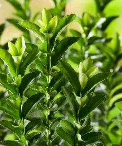 Future Forests Euonymus Japonicus Microphyllus 9 Future Forests Euonymus Japonicus Microphyllus