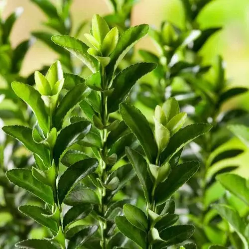 Future Forests Euonymus Japonicus Microphyllus 4 Future Forests Euonymus Japonicus Microphyllus