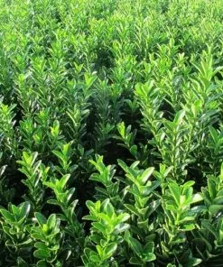 Future Forests Euonymus Japonicus Microphyllus