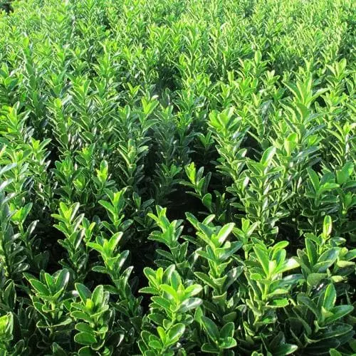 Future Forests Euonymus Japonicus Microphyllus 3 Future Forests Euonymus Japonicus Microphyllus