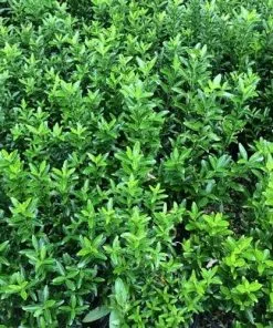 Future Forests Euonymus Japonicus Microphyllus 10 Future Forests Euonymus Japonicus Microphyllus