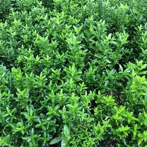 Future Forests Euonymus Japonicus Microphyllus 5 Future Forests Euonymus Japonicus Microphyllus