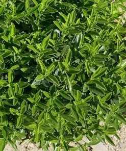 Future Forests Euonymus Japonicus Microphyllus 11 Future Forests Euonymus Japonicus Microphyllus