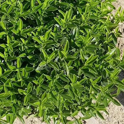 Future Forests Euonymus Japonicus Microphyllus 6 Future Forests Euonymus Japonicus Microphyllus