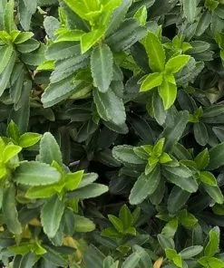 Future Forests Euonymus Japonicus Microphyllus 12 Future Forests Euonymus Japonicus Microphyllus