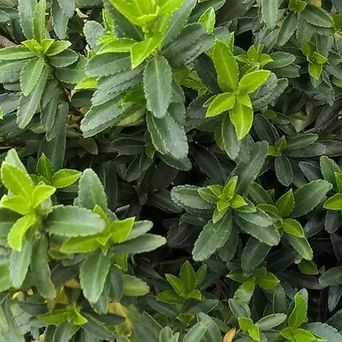 Future Forests Euonymus Japonicus Microphyllus 7 Future Forests Euonymus Japonicus Microphyllus