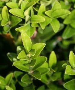 Future Forests Euonymus Japonicus Microphyllus 13 Future Forests Euonymus Japonicus Microphyllus