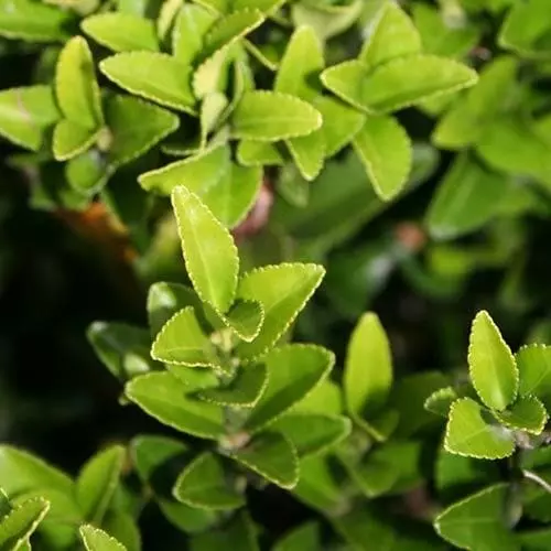 Future Forests Euonymus Japonicus Microphyllus 8 Future Forests Euonymus Japonicus Microphyllus