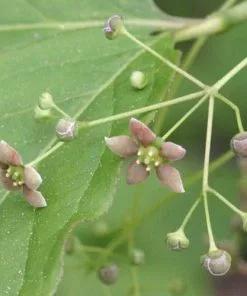 Future Forests Euonymus Latifolius