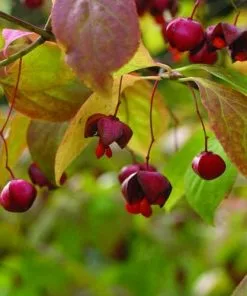 Future Forests Euonymus Latifolius