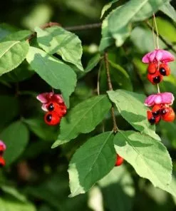 Future Forests Euonymus Latifolius