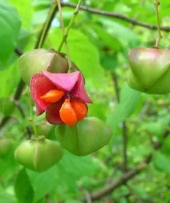 Future Forests Euonymus Latifolius