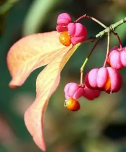 Future Forests Euonymus Latifolius