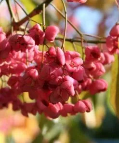 Future Forests Euonymus Latifolius