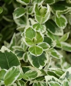 Future Forests Euonymus Fortunei Emerald Gaiety Shrubs