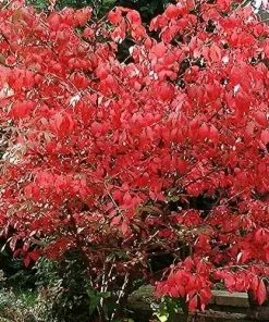 Future Forests Shrubs Euonymus Alatus 17 Future Forests Shrubs Euonymus Alatus