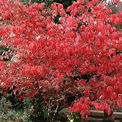 Future Forests Shrubs Euonymus Alatus 10 Future Forests Shrubs Euonymus Alatus