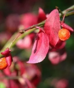 Future Forests Shrubs Euonymus Alatus 15 Future Forests Shrubs Euonymus Alatus
